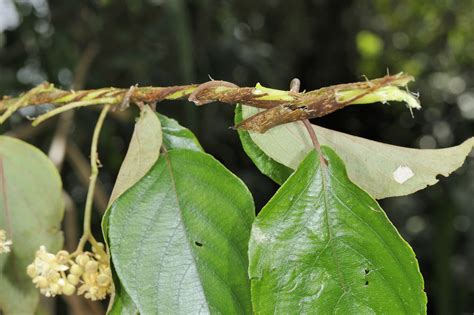 闊葉獼猴桃|福星花園: 闊葉獼猴桃